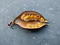 Opened seed pod of Brachychiton populneus in Agadir, Morocco