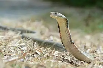 The king cobra is the world's longest venomous snake