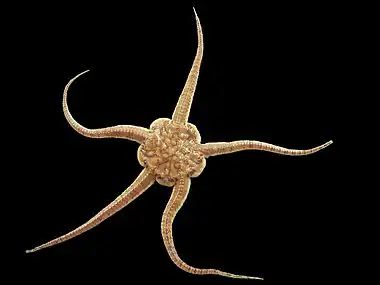 Image 18Brittle starCredit: Hans HillewaertBrittle stars, serpent stars, or ophiuroids (from Latin  ophiurus 'brittle star'; from Ancient Greek  ὄφις (óphis) 'serpent', and  οὐρά (ourá) 'tail'; referring to the serpent-like arms of the brittle star) are echinoderms in the class Ophiuroidea, closely related to starfish. They crawl across the sea floor using their flexible arms for locomotion. The ophiuroids generally have five long, slender, whip-like arms which may reach up to 60 cm (24 in) in length on the largest specimens. (Full article...)More selected pictures