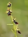 Ophrys insectifera