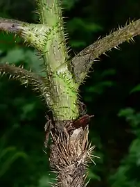 Spines on stem, Washington