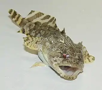 The venomous toadfish, a benthic ambush predator, blends into sandy or muddy bottoms.