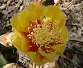 Vivid coloration and multiple stamens of an Opuntia macrocentra flower.