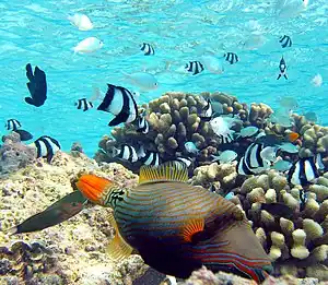 Image 52In the foreground is an orange-lined triggerfish displaying spines. Triggerfish have mouths that crush shells. Orange-lined triggerfish are particularly aggressive. The black and white fish are three-stripe damselfish and the unstriped fish are blue-green chromis damselfish. If the triggerfish attacks, the damselfish will hide in the nearby cauliflower coral. If the triggerfish wants to hide, it will squeeze into a coral crevice and lock itself in place with its spines. (from Coral reef fish)