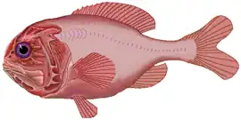 Image 1Orange roughy (from Pelagic fish)