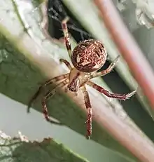 Arabesque Orbweaver (Neoscona arabesca) female