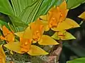 "Lycaste aromatica"