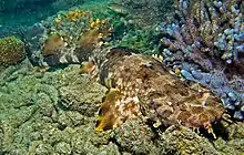 Ornate wobbegong among rocks on the sea floor