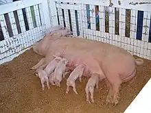 large pink sow with suckling piglets