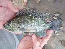 Blue spotted tilapia held in hands