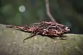 Pair of an undescribed species, known as Orestes sp. 'Kong Plong'