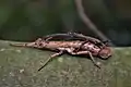 Pair of an undescribed species, known as Orestes sp. 'Ta Dung'