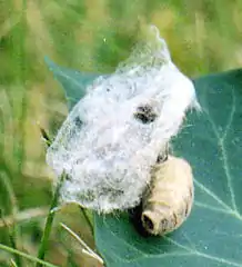 rear view of "calling" female