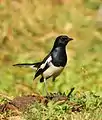 Oriental Magpie-Robin