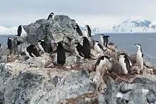 Chinstrap penguin colony near Orne Harbor