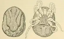 Ornithodoros moubata, female