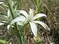 Close-up on a flower of Ornithogalum narbonense