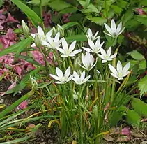 Same plant on sunny day with open flowers