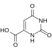 Orotic acid. Note the double bond in the ring.