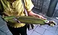 The large Oroxylum indicum pods sold at a market in Bangkok, Thailand