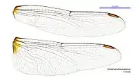 Female wings