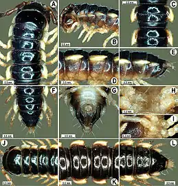 Anatomy of an individual collected in Thailand