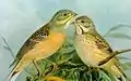 Ortolan bunting Emberiza hortulana