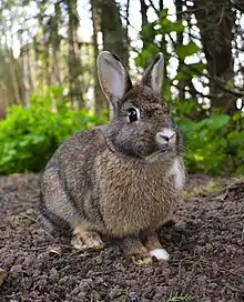 Traditional Animal Nickname: Rabbits/Lapins