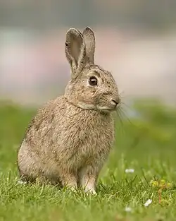 Brown rabbit