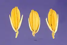 Seeds