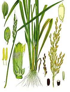 Colour image of a 19th-century illustration of the morphology of a rice plant