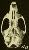 Skull, seen from below