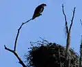 Ospreys are common in the park's lakes