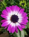 Osteospermum Cape Daisy 'Pink bicolor'