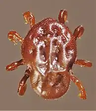 Otobius megnini argasid nymph, dorsal.