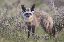 Brown fox with large ears