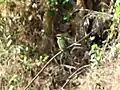 Blue tailed bee-eater