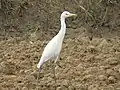 Cattle egret