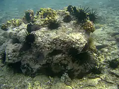 Stomopneustes variolaris in Réunion island (along with some Echinometra mathaei).