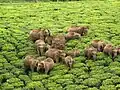 Wild elephants grazing in a tea estate in O' Valley