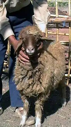 Timahdite sheep