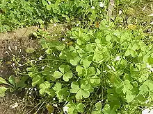 O. articulata f. crassipes