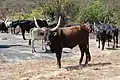 Oxen being watered