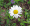 Leucanthemum vulgare, oxeye daisy, Potawatomi State Park