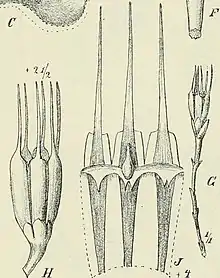 Illustrations of "Oxygyne triandra"