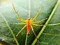 on Okra leaf