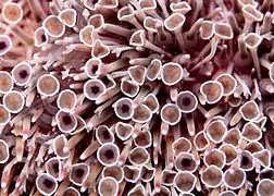 Close-up of flower urchin pedicellariae