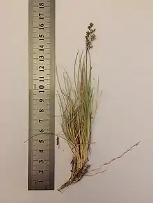 P. gunnii form at an altitude of 1200 m from mid-south central Tasmania. Photo: Frank Bird