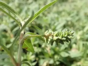 Flower spike