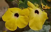 Uncarina grandidieri(Pedaliaceae)